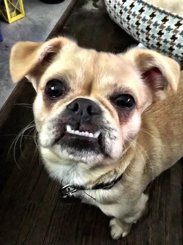 /Images/uploads/Louies Legacy Animal Rescue/cutest-rescue-pet-2023/entries/28157thumb.jpg